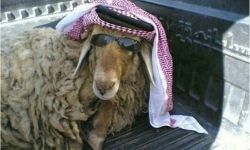 السعودية تتسبب في خسائر فادحة لمصدري الماشية بالسودان