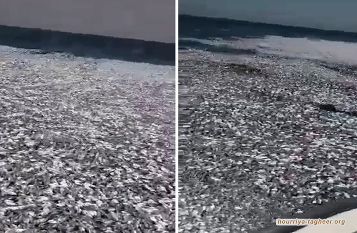  كارثة بيئية في بحر القنفذة