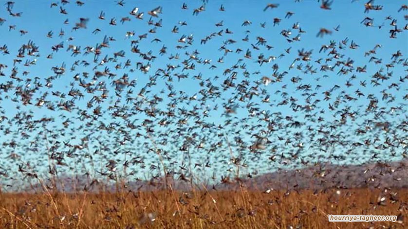 فشل ذريع لسلطات ال سعود في مكافحة الجراد