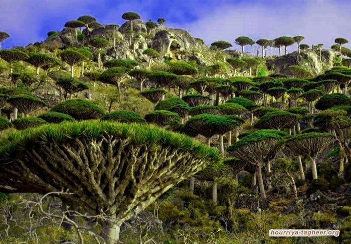 التحالف السعودي يسلم جزيرة سقطرى اليمنية لشركة صهيونية