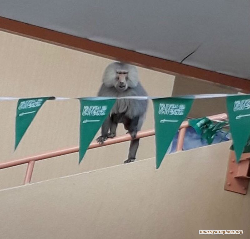 اعلام السعودية داعم رئيسي لجرائم الصهاينة