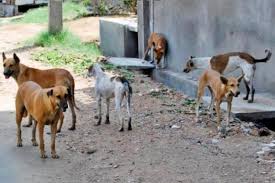 لماذا أثنى أعضاء بمجلس الشورى على «الكلاب»؟