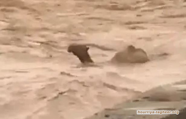 فيديو مُخيف لشاحنة محملة بالجمال ابتلعها السيل في السعودية