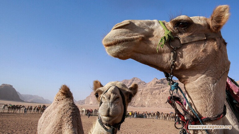 بول البعير يقتل 13 سعودي