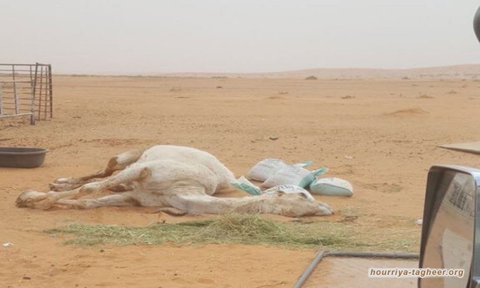 مرض مجهول يرعُب مربي الإبل والحكومة تفشل بمنع تفشيه