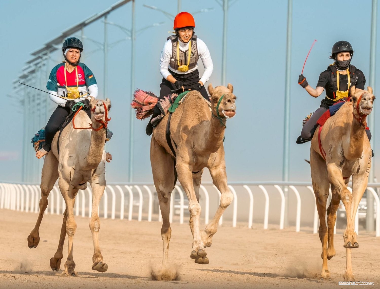 انتقادات لإقامة مهرجان للهجن بجوائز تتجاوز الـ56 مليون ريال