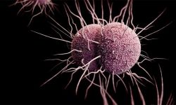 بكتيريا قاتلة تتصرف بشكل مختلف في السعودية