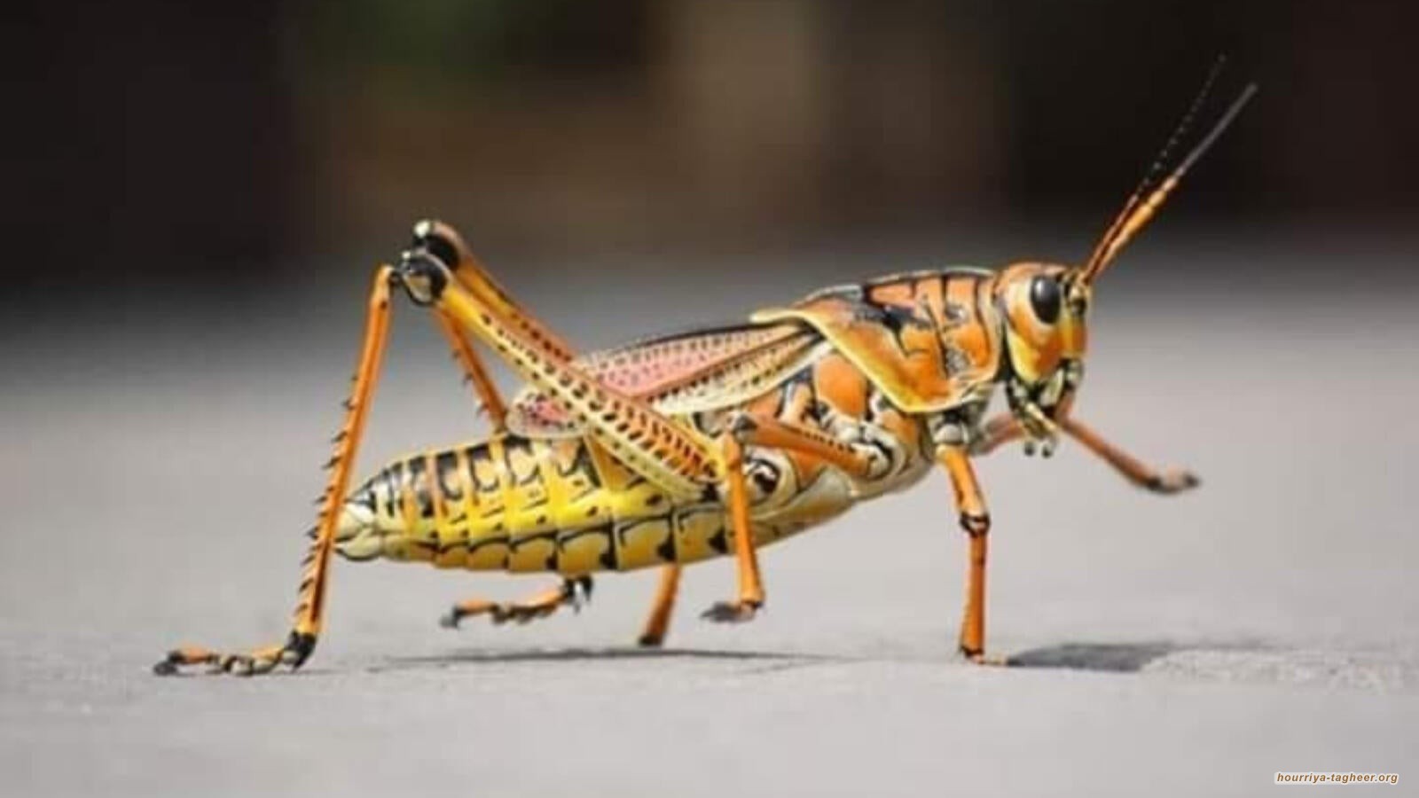 أسراب هائلة من الجراد تغزو مناطق شرقي السعودية