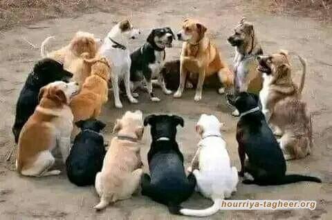 التحالف السعودي الاماراتي يأكل أبناءه ومنتسبيه