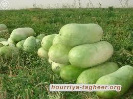 نساء مملكة الذهب الأسود يبعن البطيخ تحت أشعة الشمس