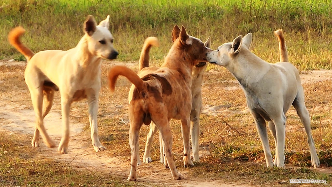 خادم الحرمين الشريفين يرعى مهرجان الكلاب