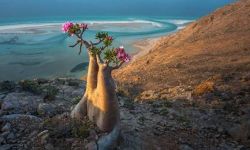 سواحل اليمن تقلب حسابات السعودية وتعيد رسم معادلات البحر الأحمر